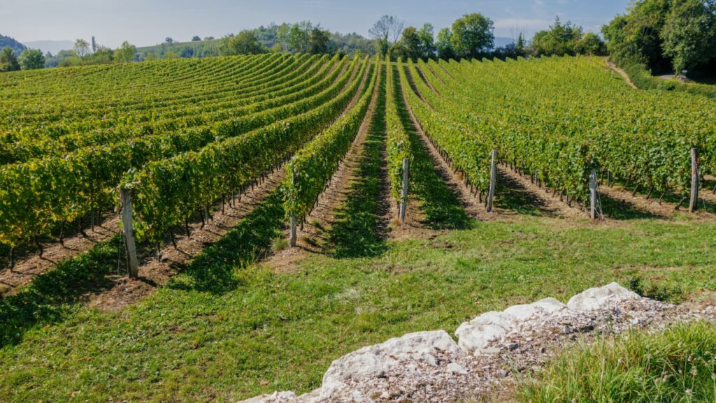 vignoble de la vallée du Rhône