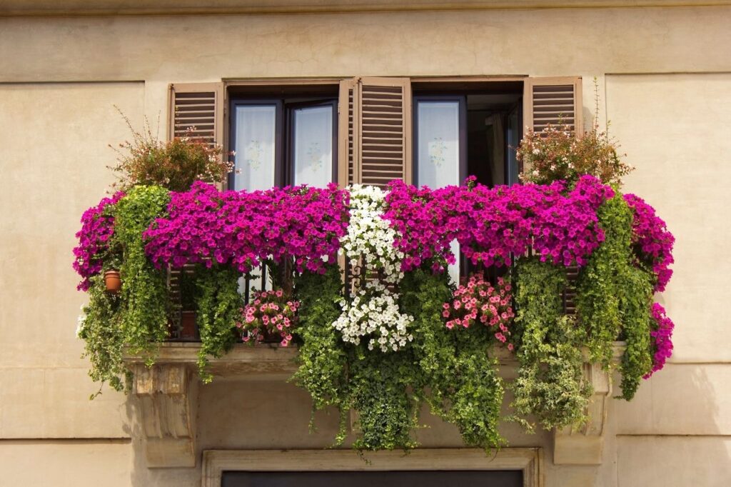 Choisissez les bonnes plantes pour votre balcon