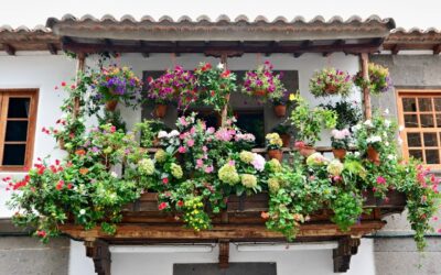 Jardinage en ville : les meilleures plantes et conseils pour un balcon verdoyant