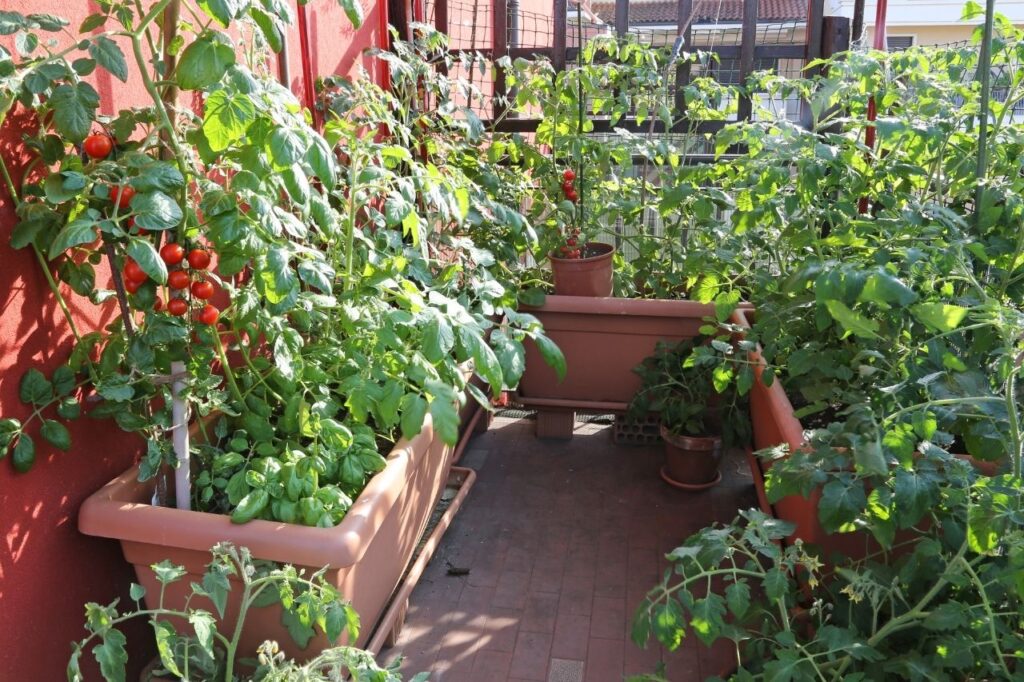 Un potager sur votre balcon, le plaisir de cultiver ses propres légumes