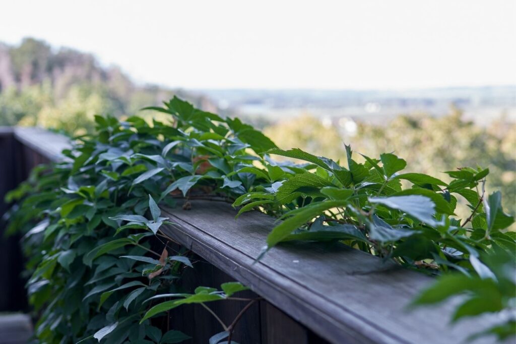 les plantes grimpantes pour balcon, un alliées charme et praticité
