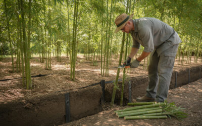 Bambou : plantation, entretien et conseils anti-envahissement