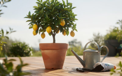 Citronnier : entretien et culture en pot